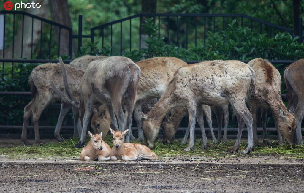 4月2日和4月8日，動物園誕生了兩只麋鹿，武漢動物園給他們起名為“抗疫”和“重啟”。圖為出生不久的麋鹿寶寶。