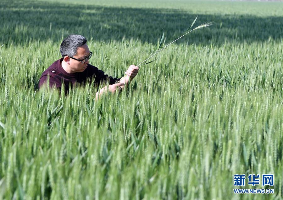 （在習(xí)近平新時代中國特色社會主義思想指引下——新時代新作為新篇章·習(xí)近平總書記關(guān)切事·圖文互動）（5）新農(nóng)事、新希望——夏收前田間新動態(tài)掃描