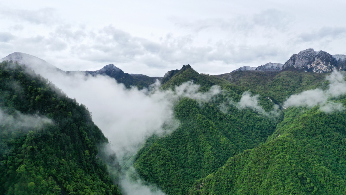 这是5月27日拍摄的雨后云雾缭绕的岷山（无人机照片）。