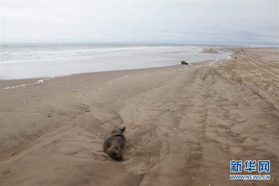 （国际）（1）纳米比亚海岸现5000多头小海豹尸体