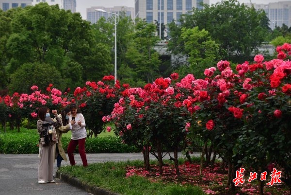 游人不勝月季美，紛紛拍照留影。 長(zhǎng)江日?qǐng)?bào)記者李永剛 攝