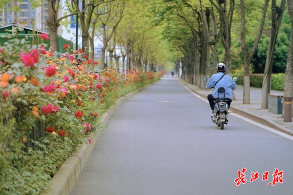 楊春湖路上盛開的月季。 長(zhǎng)江日?qǐng)?bào)見習(xí)記者肖茗予 攝