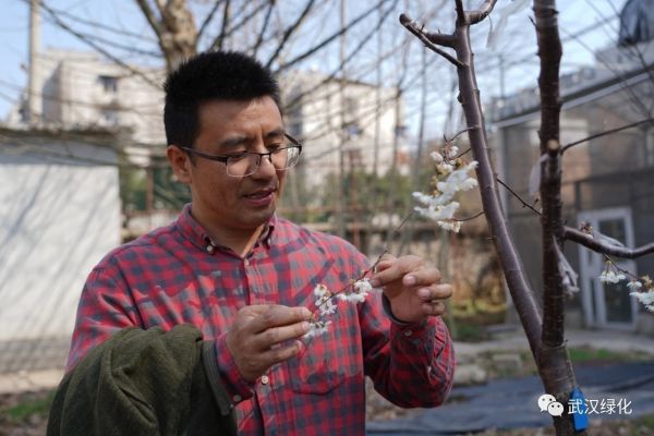 聶超仁在觀察國櫻新品種開花狀況。　市園林和林業(yè)局供圖