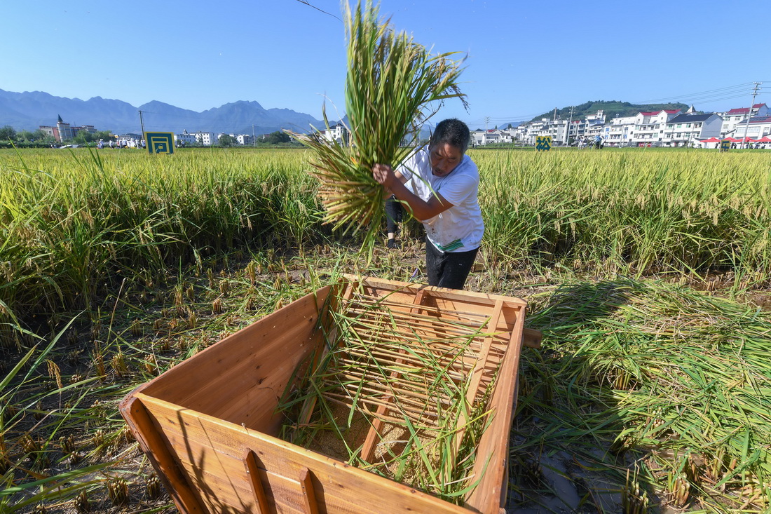 9月22日，農民參加“稻谷收割”趣味比賽。