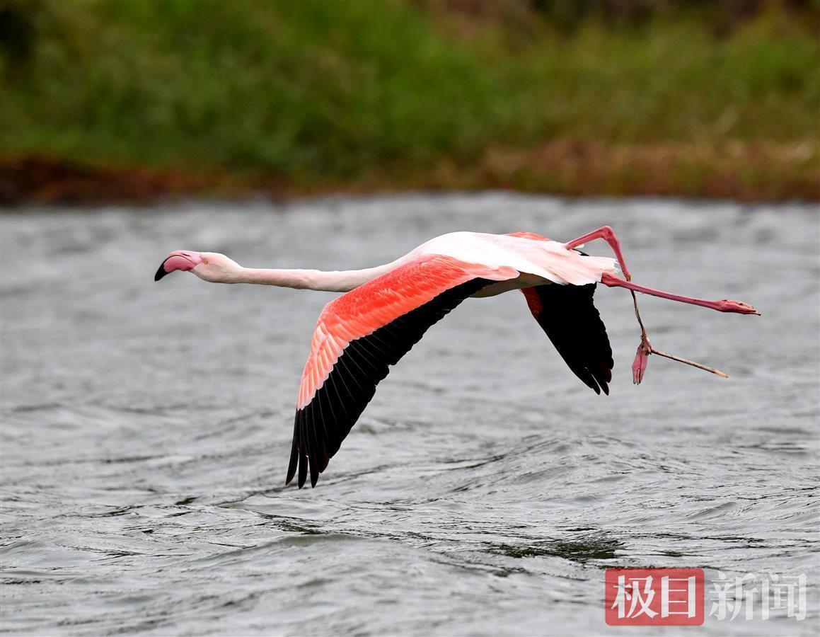 受傷的大紅鸛在水面上短距離飛行（黃晶攝）