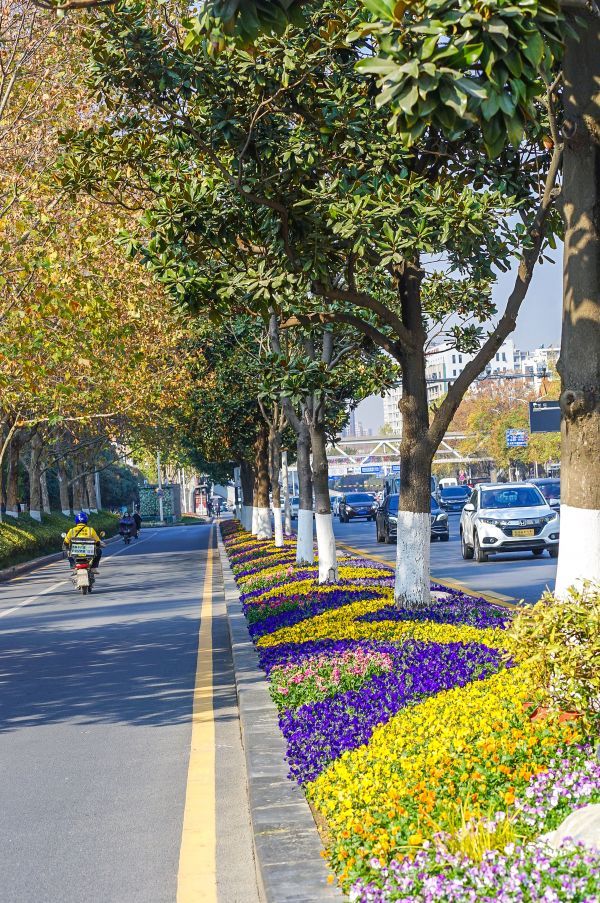 黃浦大街綠化帶時令花卉。肖茗予 攝