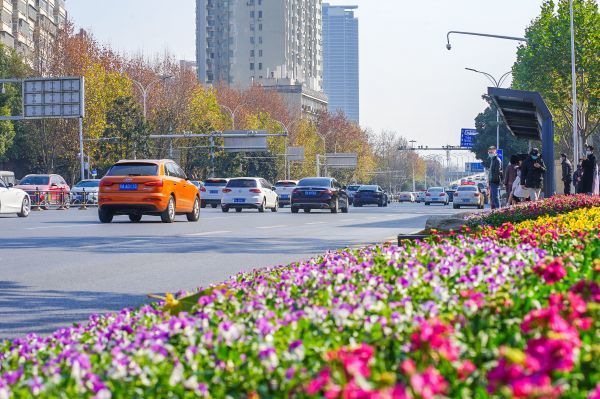 黃浦大街綠化帶時令花卉。肖茗予 攝