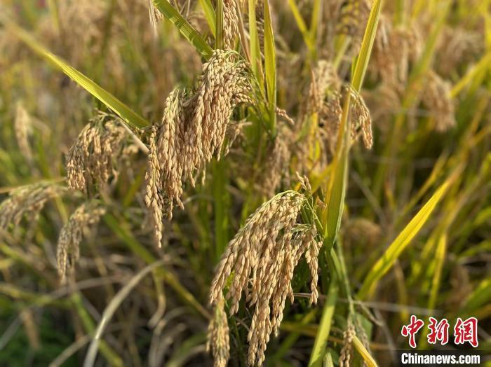 资料图：浙江某地稻田。　钱晨菲 摄