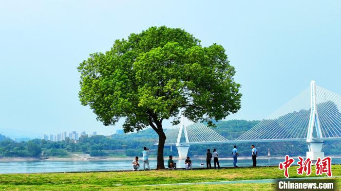 宜昌長江岸線顏值持續(xù)提升?！≈苄橇?攝