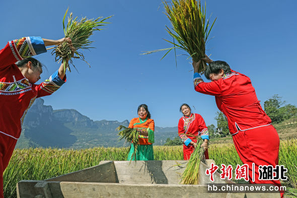 湖北建始：土家農(nóng)民“曬龍谷”祈福豐收 梅柯 攝