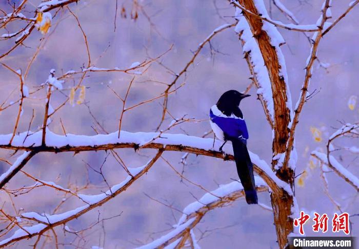 喜鵲踏枝迎雪 楊洪霞 攝