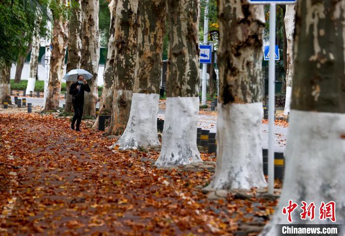 強寒潮來襲，武漢東湖邊沿湖大道落葉滿地 張暢 攝