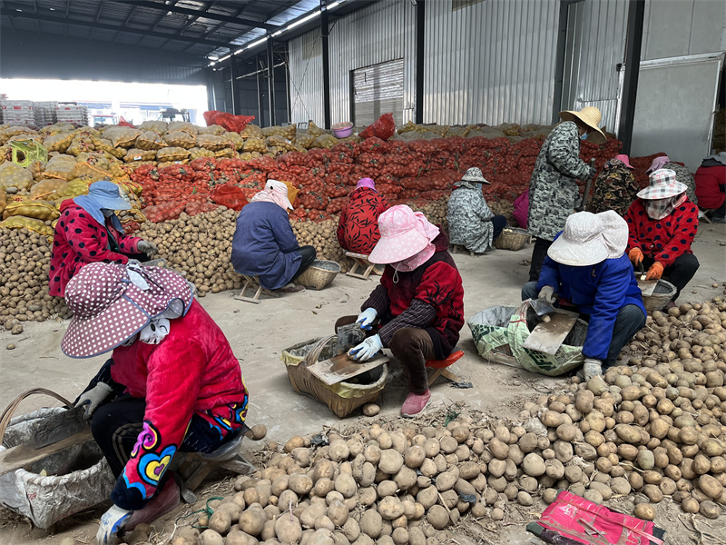 鸿远马铃薯专业合作社里，村民正在对种薯进行切割。人民网 张隽摄