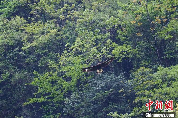 國家一級重點保護(hù)動物金雕在湖北堵河源保護(hù)區(qū)高空盤旋 施維華 攝