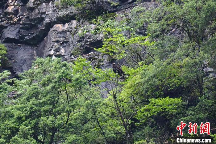 國家一級重點保護(hù)動物金雕現(xiàn)身湖北堵河源保護(hù)區(qū) 施維華 攝