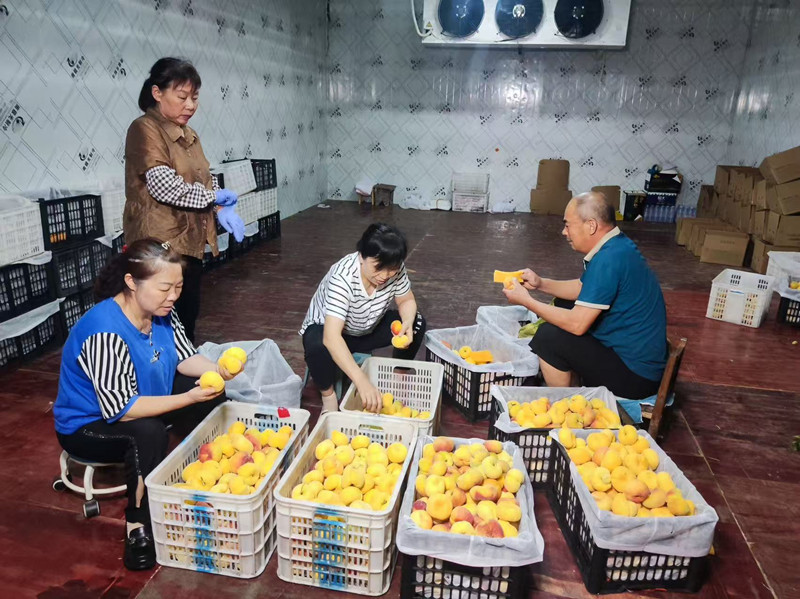果農正在打包。陳煊攝