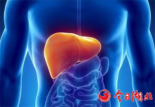 肝脏是人体化工厂 养肝如养命