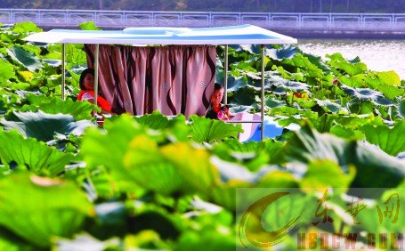 游船采荷花 即不文明又危险