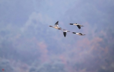 宜昌发现国家一级保护动物中华秋沙鸭