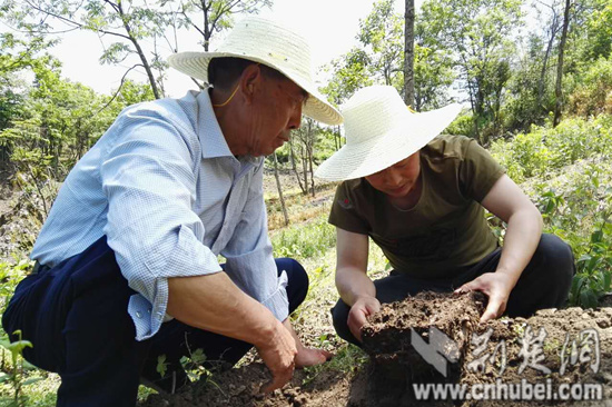 羅官章（左）和村民朱坤討論天麻種植問題_副本.jpg