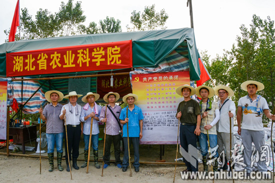 DSC_5106湖北农科院巡堤的部分共产党员。（记者 张先国 陈勇  摄）_副本.jpg